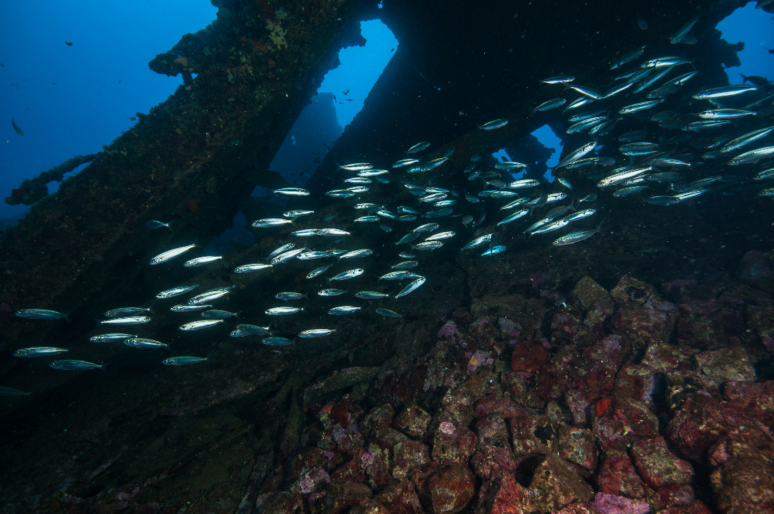 School of fish inside a wreck near Vis